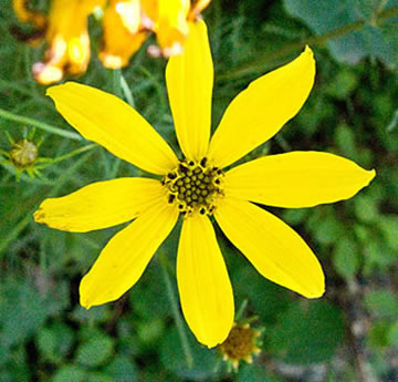 flower up close